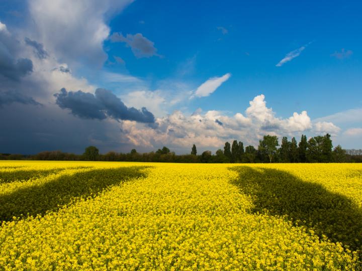 Blue and yellow landscape